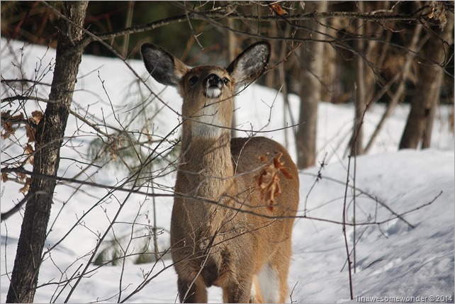 Deer Alert
